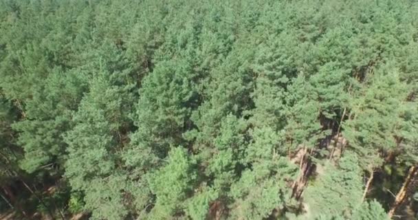Voler au-dessus de la forêt verte de conifères