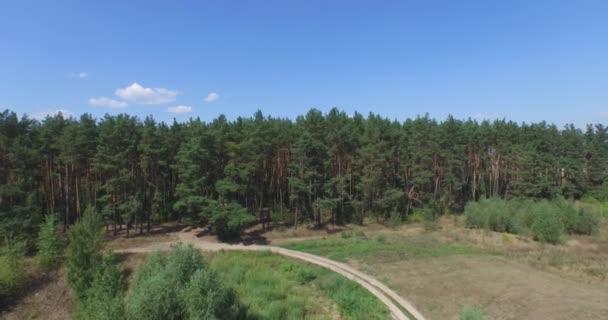 Volando sobre el verde bosque de coníferas — Vídeo de stock