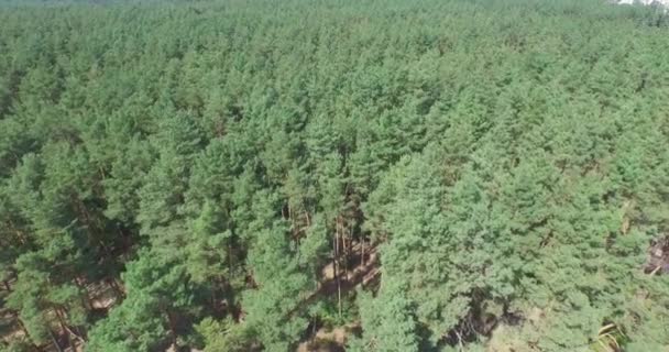 Voler au-dessus de la forêt verte de conifères