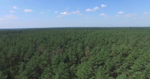 Voler au-dessus de la forêt verte de conifères