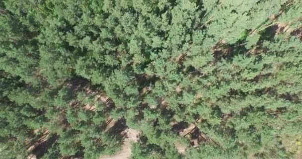 Voler au-dessus de la forêt verte de conifères