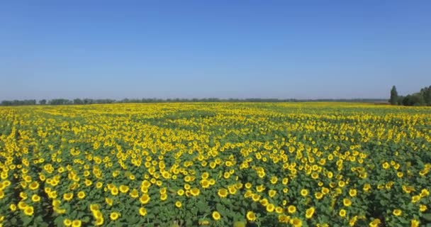 La belleza de la naturaleza: Vista aérea sobre el campo de girasoles — Vídeos de Stock