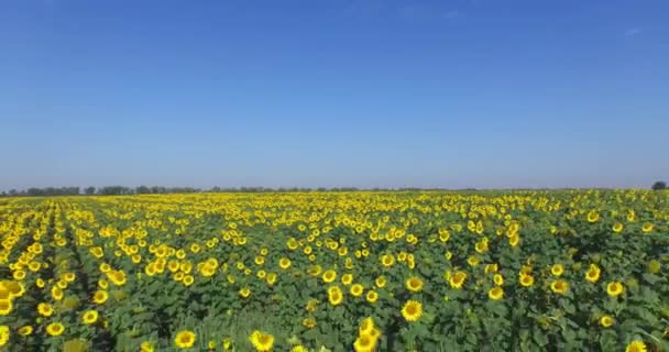 Nature's beauty: Aerial view on sunflowers field — Stock Video