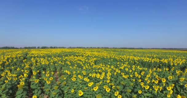 La beauté de la nature : Vue aérienne sur le champ de tournesols 