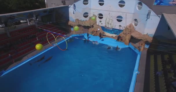 Vliegen boven het Dolfinarium tijdens de show. Odesa City, Oekraïne — Stockvideo