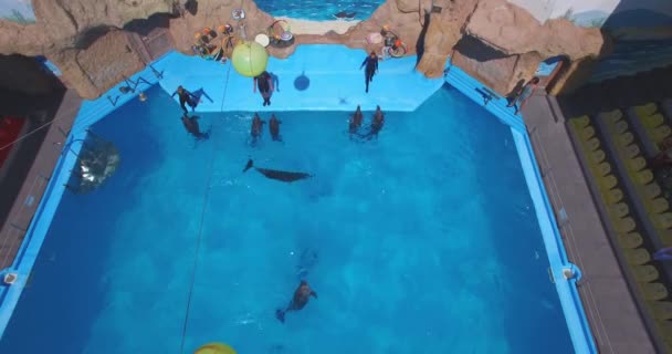 Vliegen boven het Dolfinarium tijdens de show. Odesa City, Oekraïne — Stockvideo