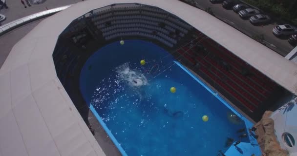 Flying above the dolphinarium during the show. Odesa city, Ukraine — Stock Video