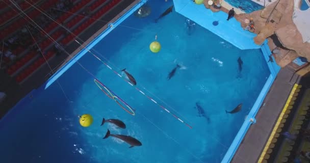 Vliegen boven het Dolfinarium tijdens de show. Odesa City, Oekraïne — Stockvideo