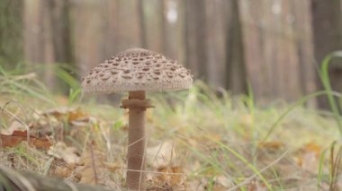 Orman zemininde yetişen mantarlar