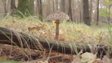 Ormanda yetişen mantarlar