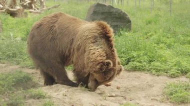 Kahverengi ayı otlak alanda yiyecek arıyor.