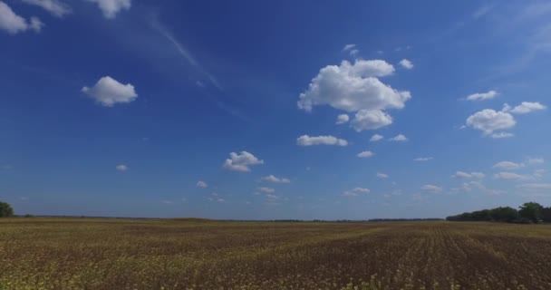 Paisagem de outono. Voando acima do campo de girassóis seco. Céu idílico, bela imagem — Vídeo de Stock