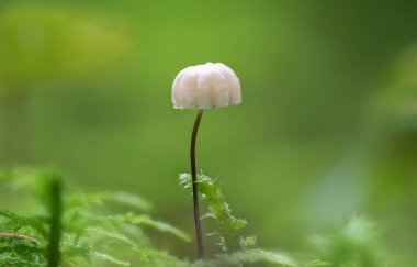 Marasmius Wettsteinii yenmez bir mantardır.