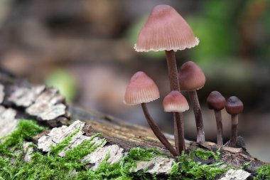 Burgundydrop Bonnet (Mycena haematopus), yenmez bir mantar türüdür.