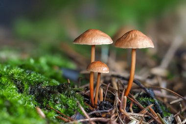 The Garlic Fungus (Mycetinis scorodonius) is an edible mushroom , stacked macro photo clipart