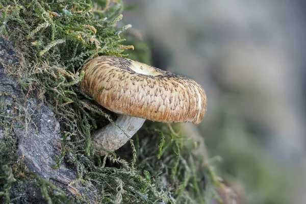 The Lentinus tigrinus is an edible / inedible mushroom , stacked macro photo