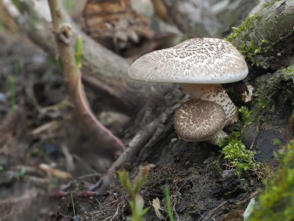 Lentinus Tigrinus Edible Inedible Mushroom Stacked Macro Photo — стоковое фото