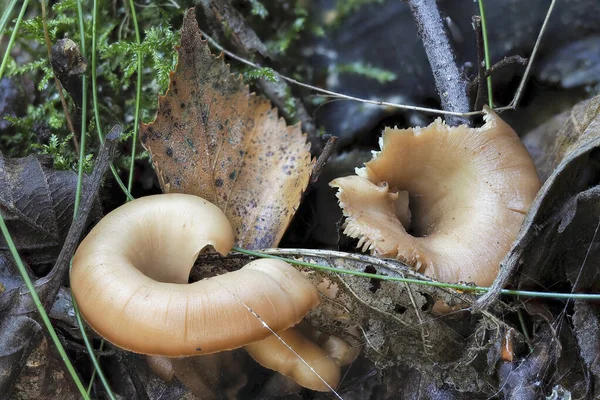 Die Anis Herzmuschel Lentinellus Cochleatus Ist Ein Essbarer Pilz Mit — Stockfoto