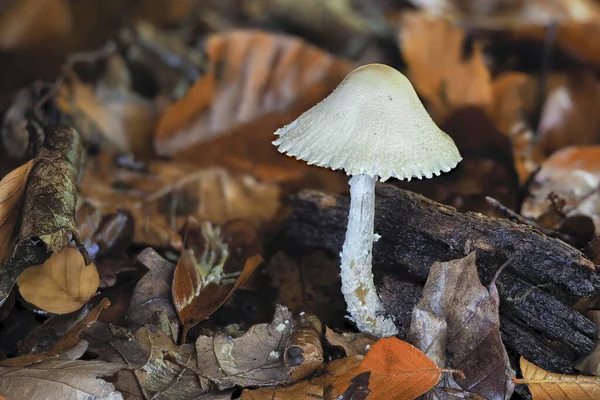 Lepiota Genus Mushrooms All Inedible Deadly Poisonous Stacked Macro Photo — стоковое фото
