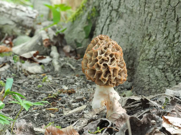 Morchella Esculenta 是一种可食的蘑菇 堆叠着宏观照片 — 图库照片