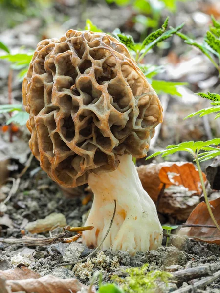 Morchella Esculenta 是一种可食的蘑菇 堆叠着宏观照片 — 图库照片