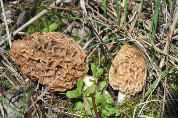 Morchella Esculenta 是一种可食的蘑菇 堆叠着宏观照片 — 图库照片