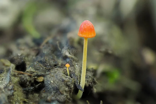 오렌지보네 Mycena Acicula 수없는 버섯으로 매크로 사진을 놓았다 — 스톡 사진