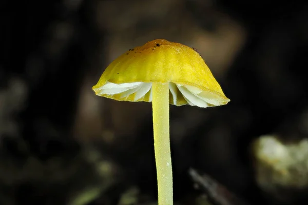 Orange Bonnet Mycena Acicula Inedible Mushroom Stacked Macro Photo — стоковое фото