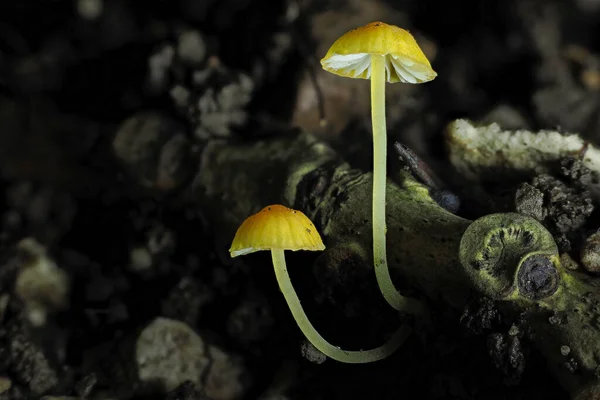 Orange Bonnet Mycena Acicula Inedible Mushroom Stacked Macro Photo — стоковое фото