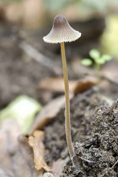 Brownedge Bonnet Mycena Olivaceomarginata Inedible Mushroom Stacked Macro Photo — стоковое фото