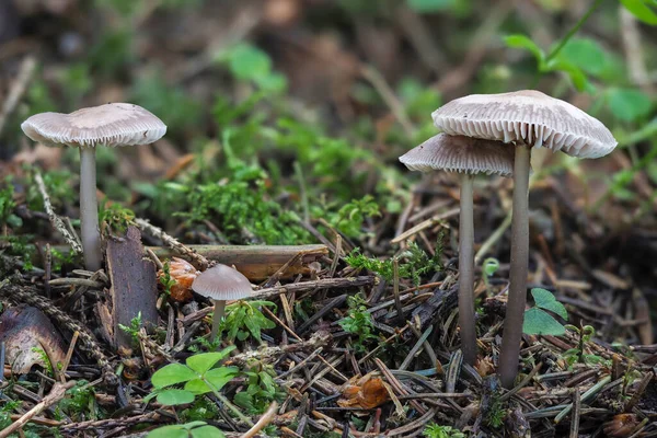 Kapelusz Liliowy Mycena Pura Trujący Grzyb Ułożone Zdjęcie Makro — Zdjęcie stockowe