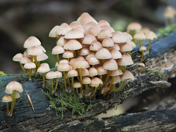 Beautiful Bonnet Mycena Renati Inedible Mushroom Stacked Macro Photo — стоковое фото