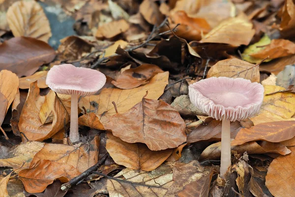 Rosy Bonnet Mycena Rosea Poisonously Mushroom Stacked Macro Photo — стоковое фото