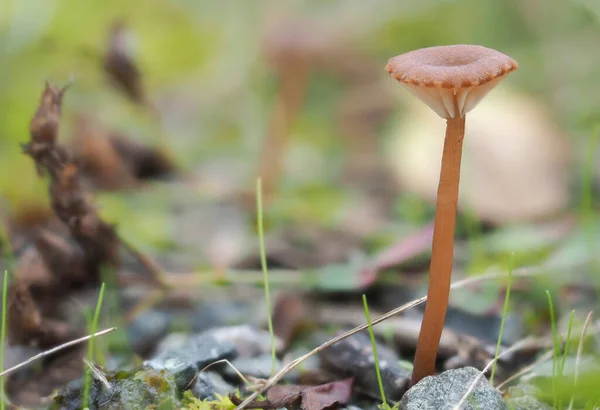 Die Gattung Omphalina Hat Keine Essbaren Pilze Gestapeltes Makrofoto — Stockfoto