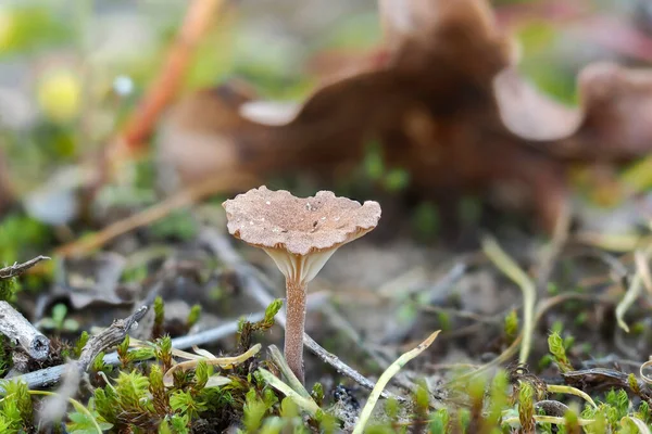 Die Omphalina Subhapatica Ist Ein Ungenießbarer Pilz Gestapeltes Makrofoto — Stockfoto