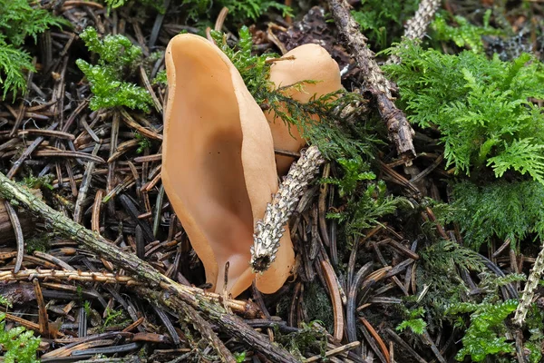 野兔耳朵 Otidea Onotica 是一种可食的蘑菇 堆放着宏观照片 — 图库照片