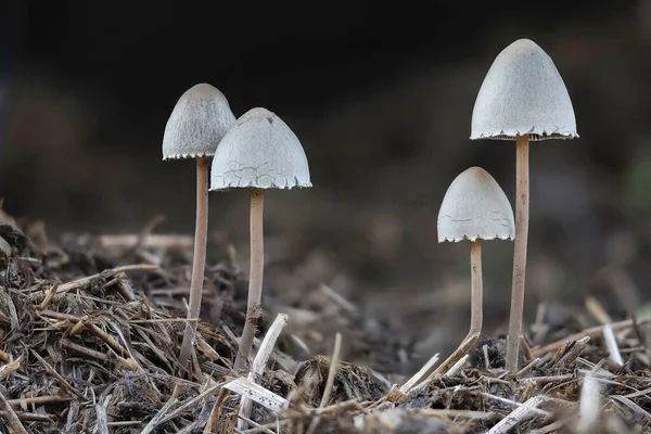 Petticoat Mottlegill Panaeolus Papilionaceus Inedible Mushroom Stacked Macro Photo — стоковое фото