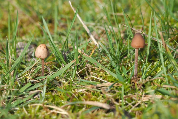 Dewdrop Mottlegill Panaeolus Acuminatus Oätlig Svamp Staplad Makro Foto — Stockfoto