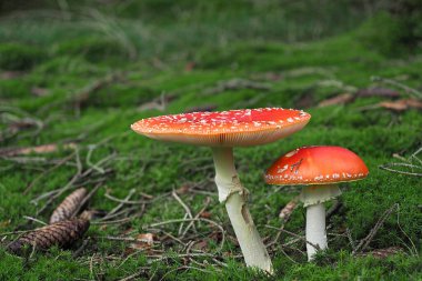 The Fly Agaric (Amanita muscaria) is a poisonous mushroom , stacked macro photo clipart