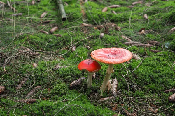 Fly Agaric Amanita Muscaria Ядовитый Гриб Сложенный Макроснимке — стоковое фото