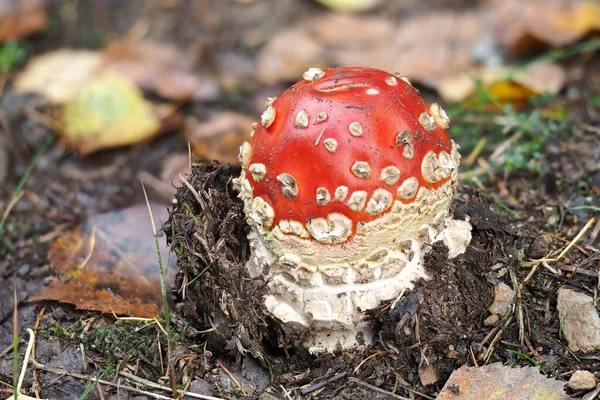 Fly Agaric Amanita Muscaria Ядовитый Гриб Сложенный Макроснимке — стоковое фото