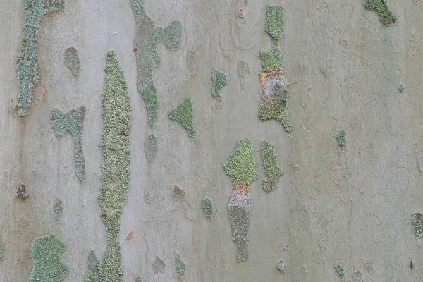 Barken Plana Träd Platanus Acerifolia Fin Bakgrund Makro Foto — Stockfoto