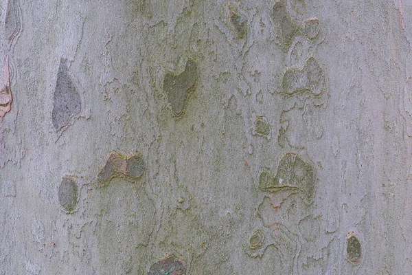The bark of plane tree (Platanus acerifolia) is a nice background , macro photo