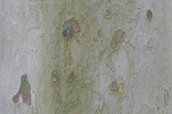 Kéreg Sík Platanus Acerifolia Egy Szép Háttér Makró Fotó — Stock Fotó