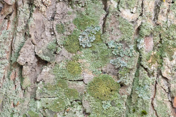 Schors Van Plataan Platanus Acerifolia Een Mooie Achtergrond Macro Foto — Stockfoto