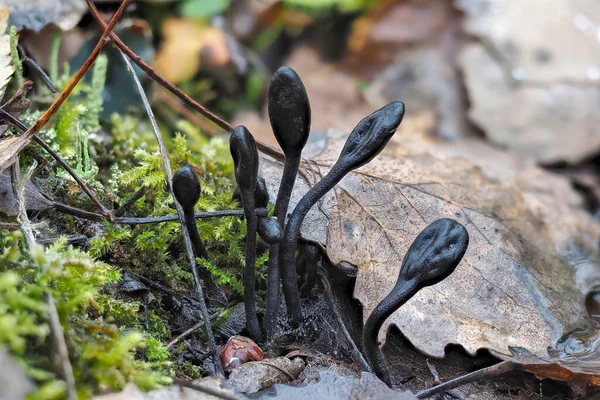 Die Samtene Erdzunge Trichoglossum Hirsutum Ist Ein Ungenießbarer Pilz Der — Stockfoto