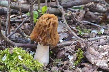 The Early False Morel (Verpa bohemica), yenebilir bir mantar türüdür.