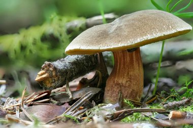 Kızıl çatallı Bolete (Xerocomellus chrysenteron), yenebilir bir mantar türüdür.