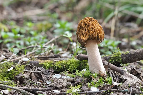 Early False Morel Verpa Bohemica Edible Mushroom Stacked Macro Photo — Stock Photo, Image