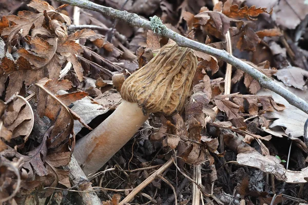 Die Frühe Falsche Morchel Verpa Bohemica Ist Ein Essbarer Pilz — Stockfoto